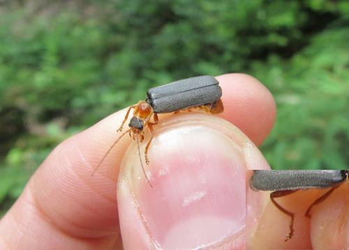 Cantharis nigricans